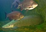 Legendární arapaima v pattayském obřím akváriu. Foto: Martin Popek.