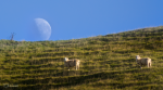 Ovce a jižní Měsíc. Další ráno na Zélandu a ovce, kam se podíváš. Foto: Petr Horálek.